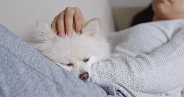 Evcil hayvan sahibi kucaklama ile uyku beyaz pomeranian köpek