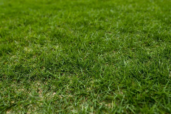 公園内の緑の芝生クローズアップ — ストック写真