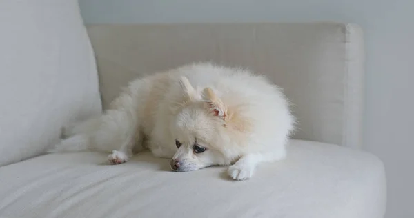 Witte Pomerans Slapen Bank — Stockfoto