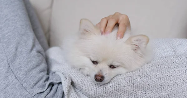Dormir Branco Pomeranian Com Pet Proprietário Abraçar — Fotografia de Stock