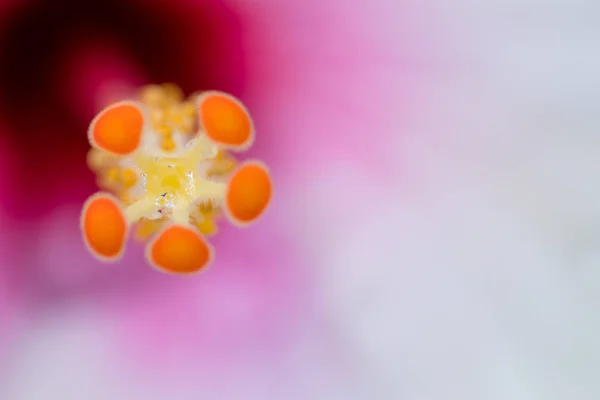Pollen Hibiscus Flower Close — Stock Photo, Image