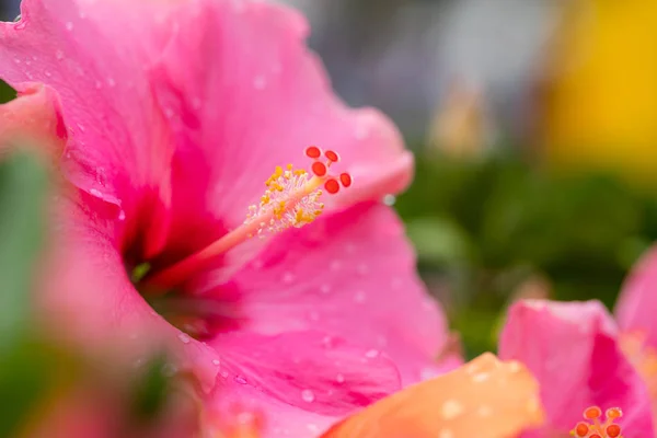 Pink Hibiscus Flowers Close — Stock Photo, Image