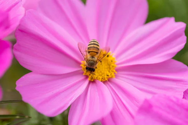 Пчела Космическом Цветке Крупным Планом — стоковое фото