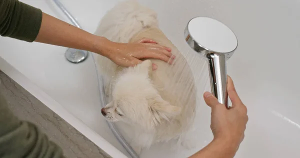 Pommerscher Hund Badet — Stockfoto