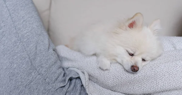 Dormir Poméranien Blanc Avec Câlin Propriétaire Animal Compagnie — Photo