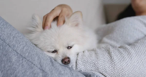 Dormir Pomeranian Blanco Con Acurrucado Propietario Mascotas — Foto de Stock