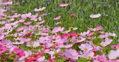 růžové kosmu květiny na poli