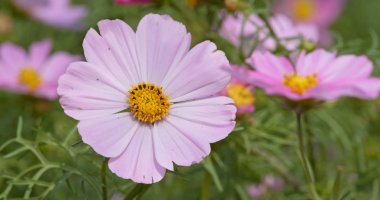 Çayırda mor kozmos çiçekleri 