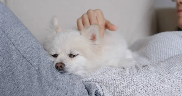Sleep white pomeranian with pet owner cuddle