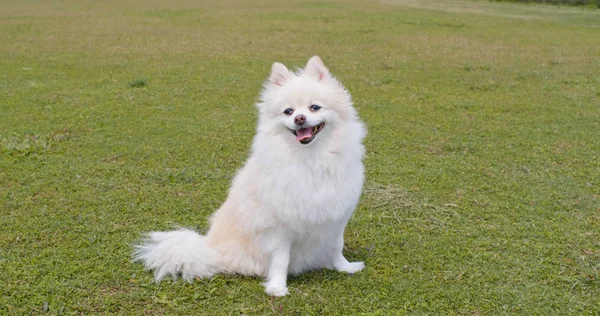 Yeşil Parkta Pomeranian Köpek — Stok fotoğraf