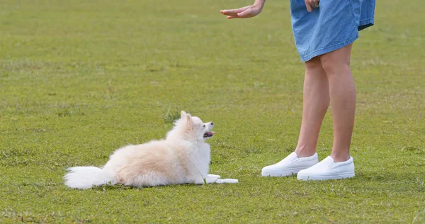 Yeşil çimlerde köpeğiyle antrenman yapan bir kadın.