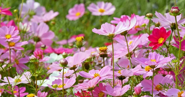 Pink Cosmos Flowers Blooming Park — Stock Photo, Image