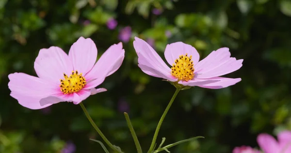 草原に紫のコスモスの花 — ストック写真