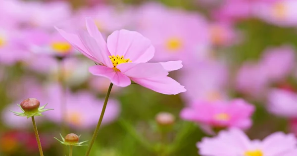 フィールド上のコスモスの花の植物 — ストック写真