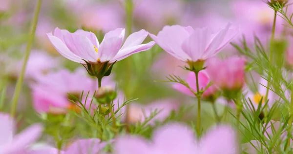 フィールド上のコスモスの花の植物 — ストック写真