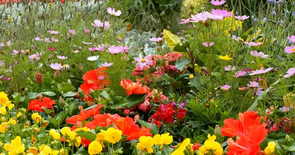 花园里美丽多彩的花 — 图库照片