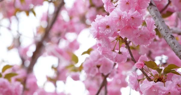 Sakura Rosa Flor Cerezo — Foto de Stock