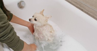 Pomeranya köpeği banyo yapıyor.