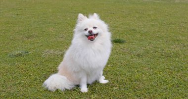 Yeşil parkta Pomeranian köpek