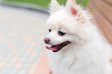 Pomeranian köpek açık yakın yukarı