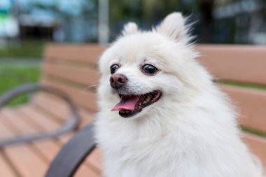 Pomeranian köpek ahşap bankta oturup