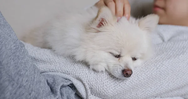 Ύπνος Λευκό Pomeranian Κατοικίδιο Ζώο Ιδιοκτήτη Αγκαλιά — Φωτογραφία Αρχείου