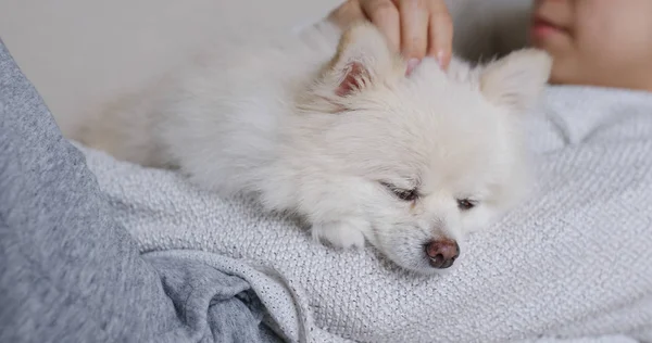 Schlafen Weiße Pommern Mit Haustierbesitzer Kuscheln — Stockfoto