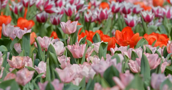 Beautiful Tulip Flowers Garden — Stock Photo, Image