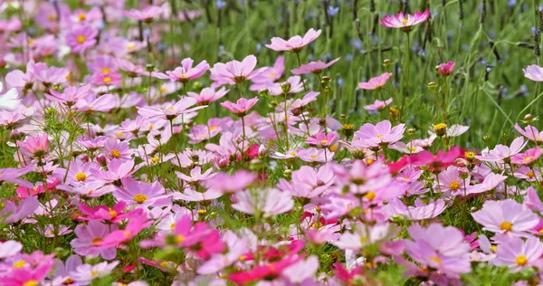 Pink Cosmos Flowers Field — Stock Photo, Image