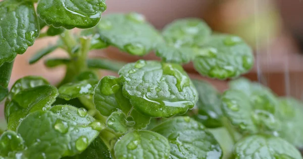 Groene Plant Pot Close — Stockfoto