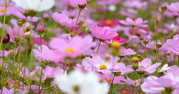 Pink Cosmos Flower Farm — Stock Photo, Image