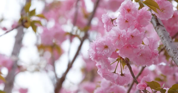 Rosa Sakura Kirschblüte — Stockfoto