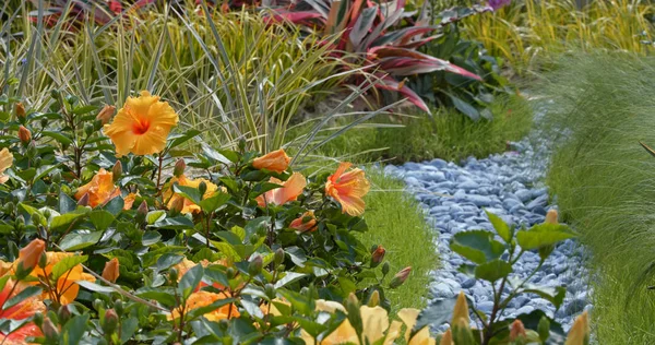 Fleurs Hibiscus Dans Parc Vert — Photo