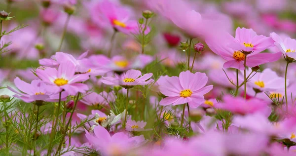 Cosmos Flowers Blooming Garden — Stock Photo, Image