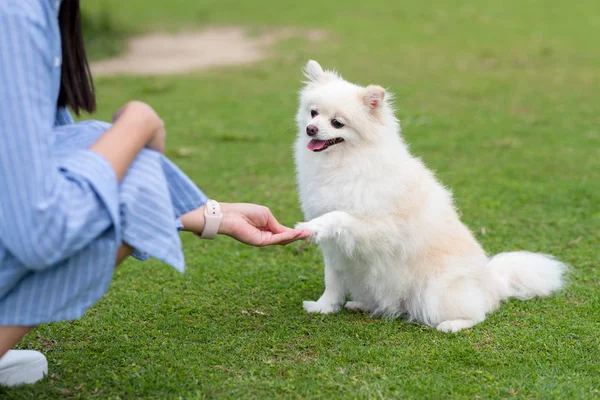 Pomeranian Pes Dát Ruku Parku — Stock fotografie