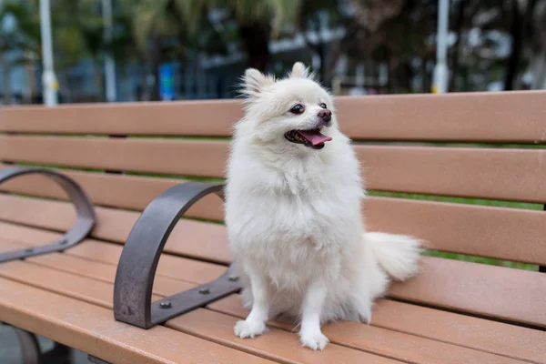 Anjing Pomeranian Duduk Bangku Kayu — Stok Foto