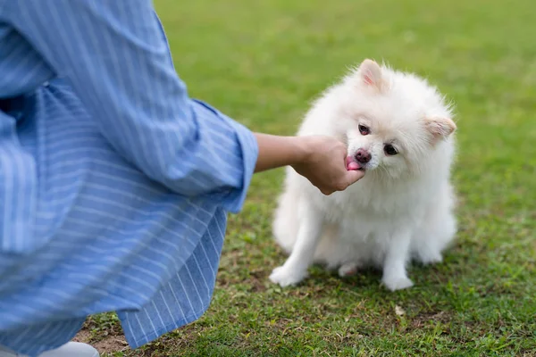 Alimentar Perro Pomeranian Parque Aire Libre — Foto de Stock