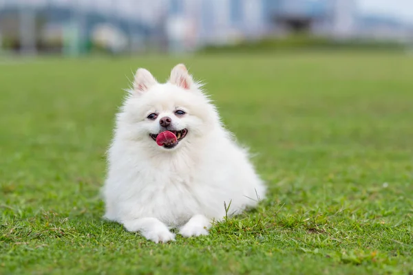 Pommerscher Hund Auf Grünem Gras — Stockfoto