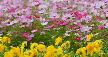 Çayırda güzel Cosmos çiçekleri
