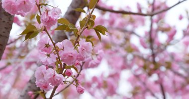 Pembe sakura kiraz çiçeği 