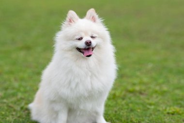 Yeşil parkta Pomeranian köpek