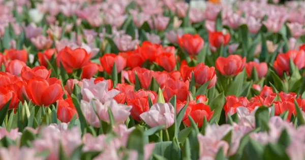 Tulips Flowers Growing Field — Stock Photo, Image