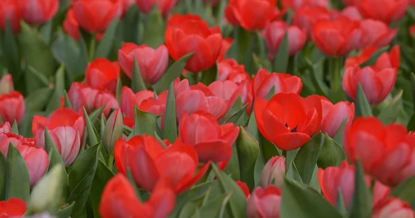 Tulipany Kwiaty Wiosna Kwitną Parku — Zdjęcie stockowe