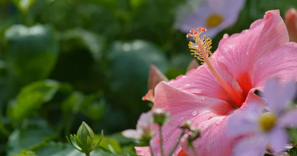 Pembe Ebegümeci Çiçekleri Yakın — Stok fotoğraf