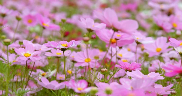 Cosmos Flowers Blooming Garden — Stock Photo, Image