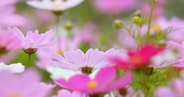 庭のコスモスの花のクローズアップ — ストック写真