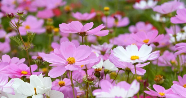 Kosmos Blumen Blühen Garten — Stockfoto