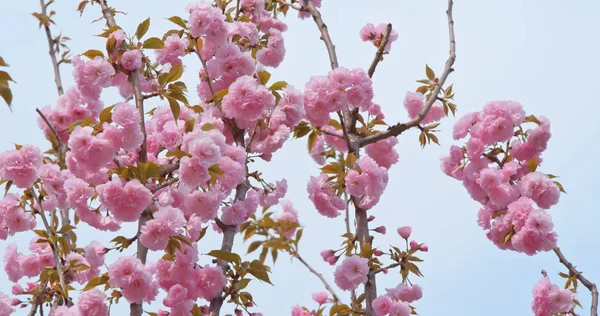 Sakura Rosa Flor Cerezo — Foto de Stock