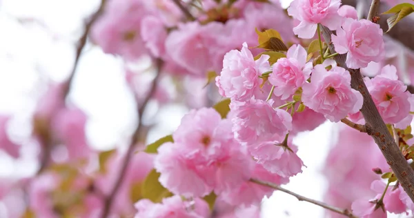 Rosa Sakura Kirschblüte — Stockfoto