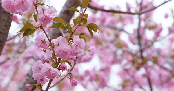 Rosa Sakura Kirschblüte — Stockfoto